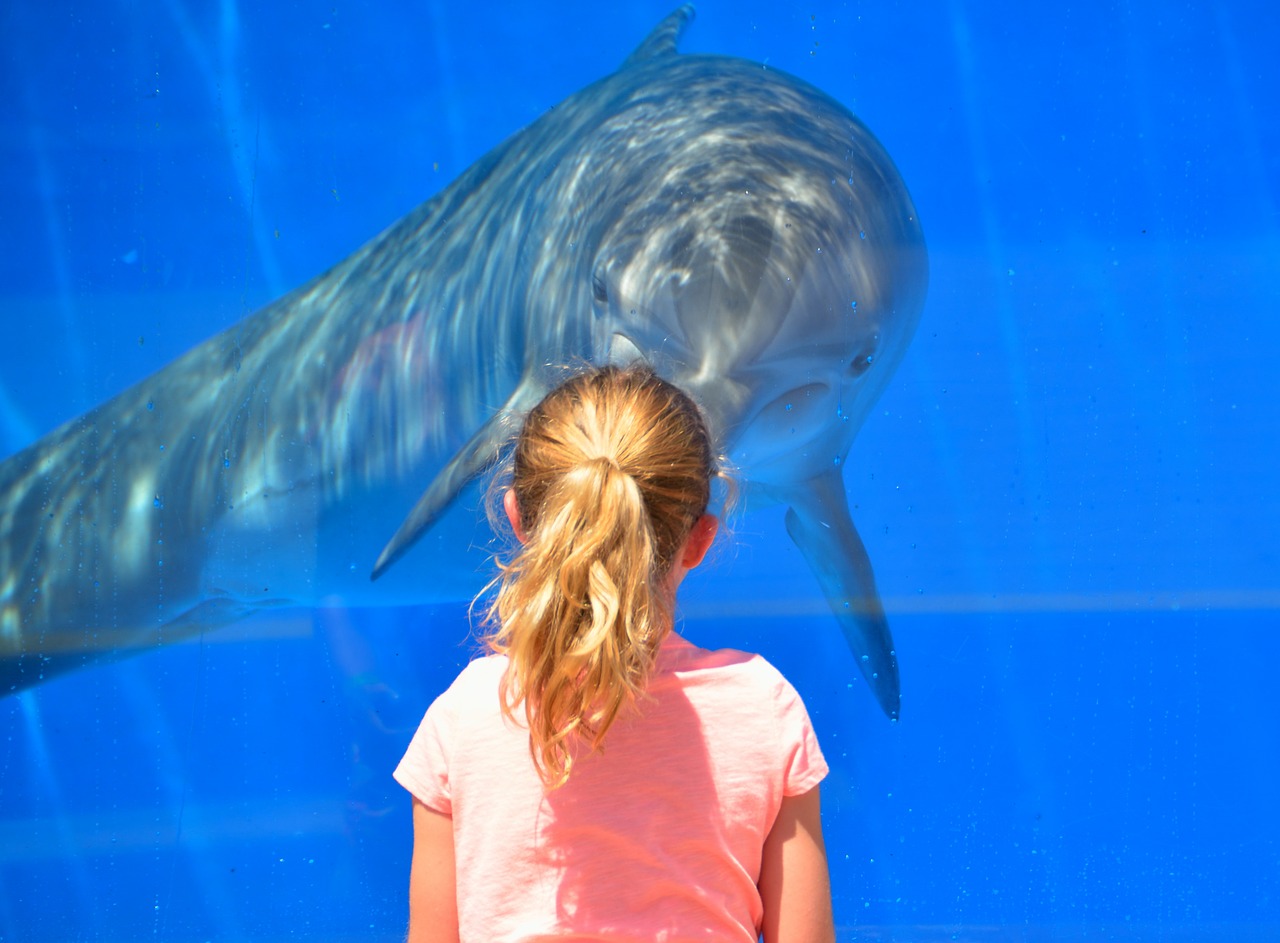 Dolphin with girl