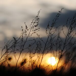 sunset grasses