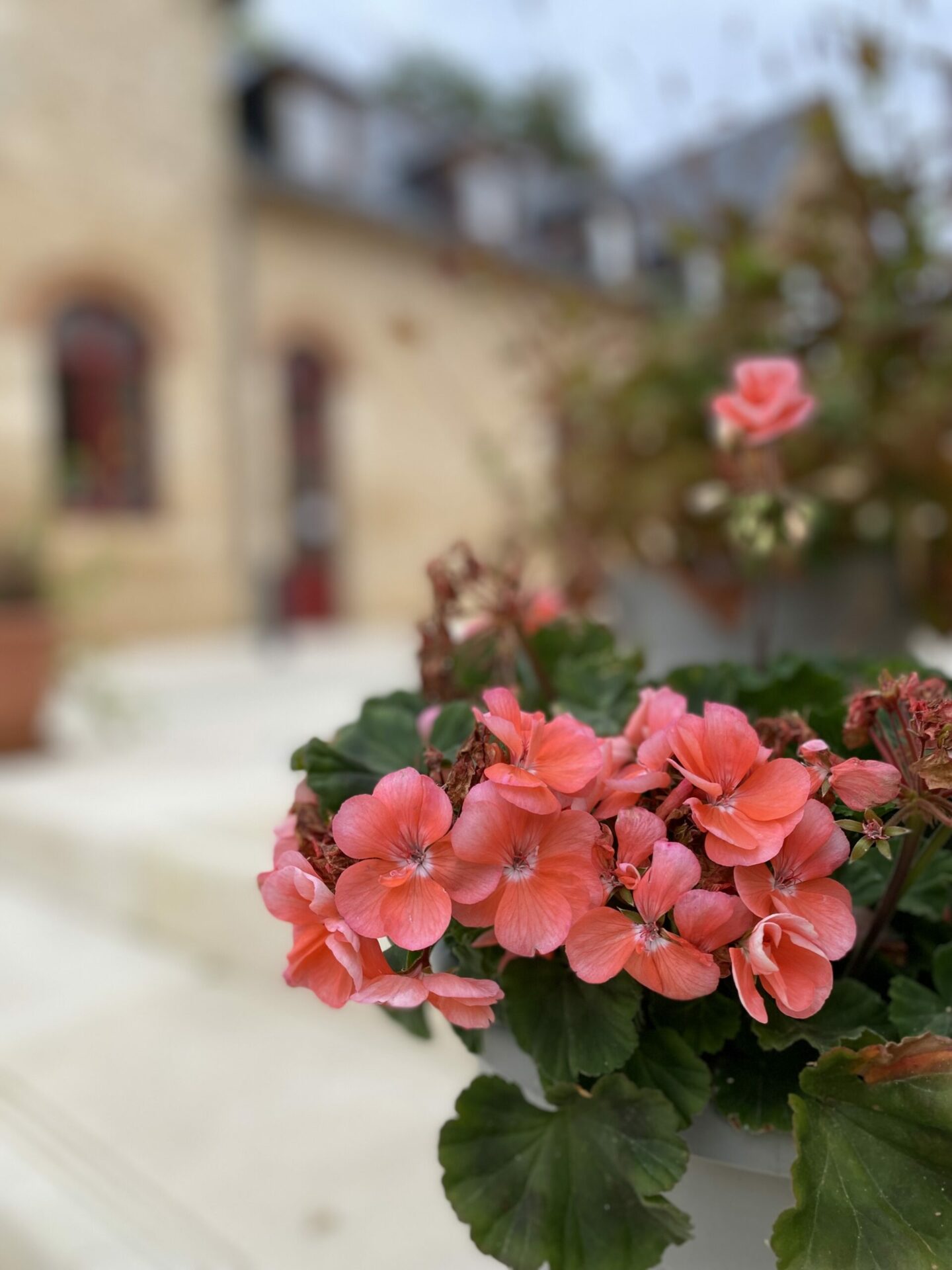 Flowers in Bonnevaux