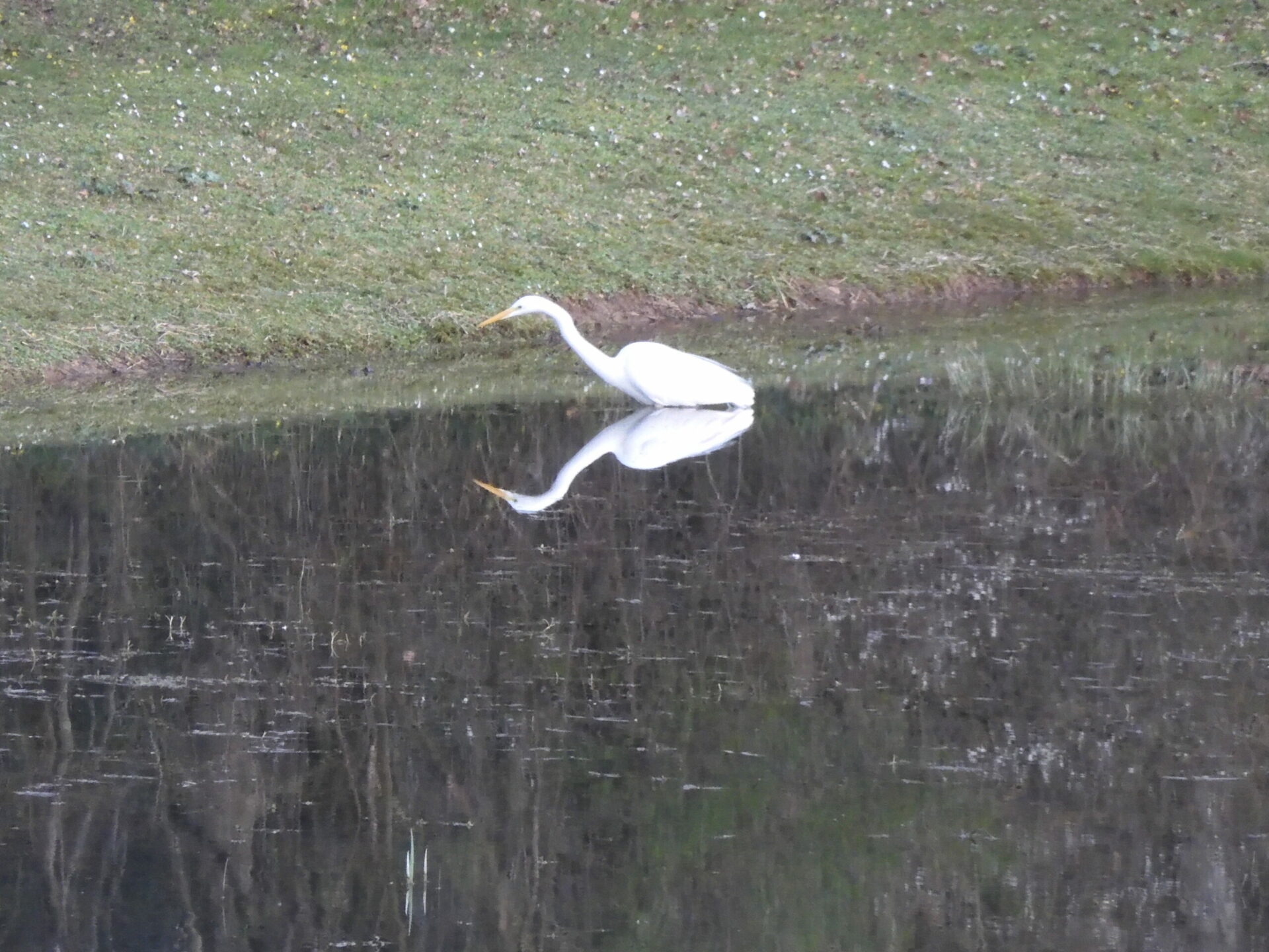 white heron in Bonnevaux