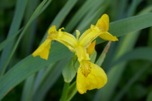 Yellow lily