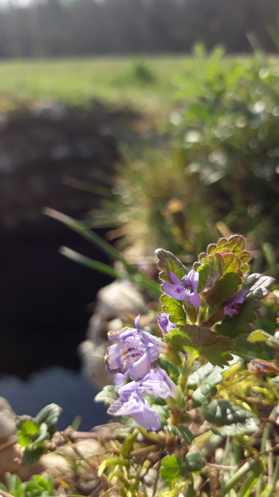 lilac flowers in Bonnevaux