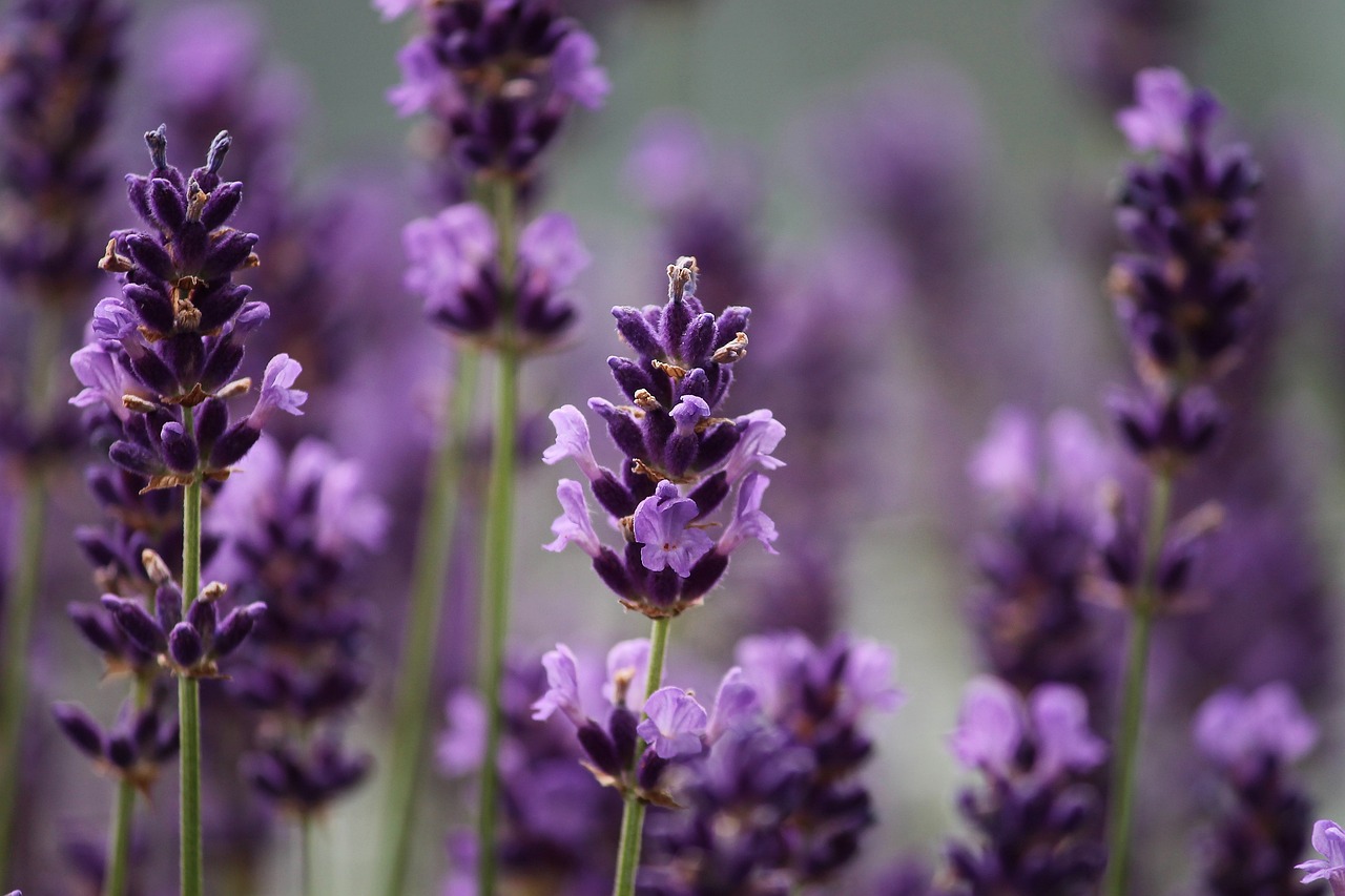 Lavender close up