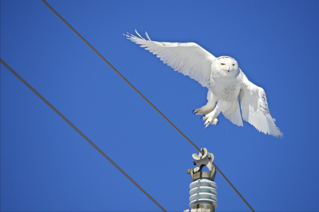 White owl flying