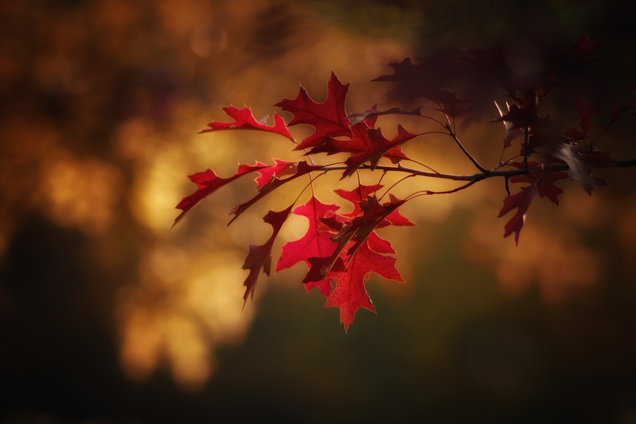 autumnal leaf