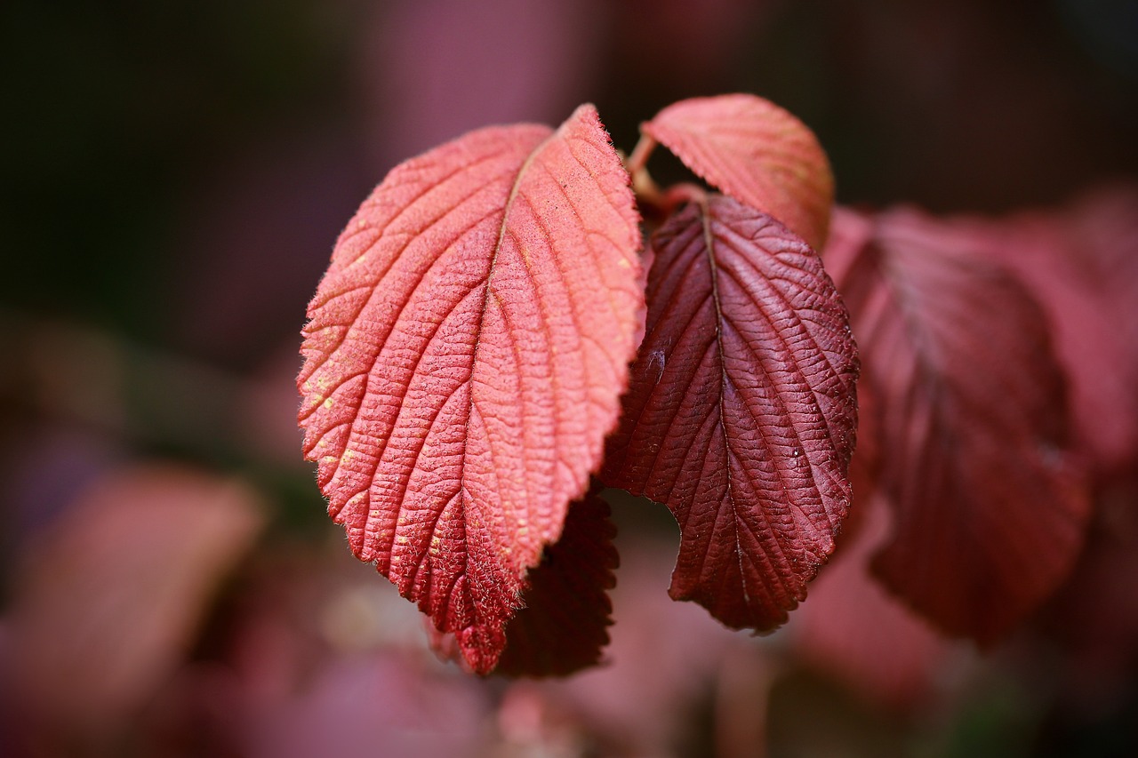 Autumnal leaf red