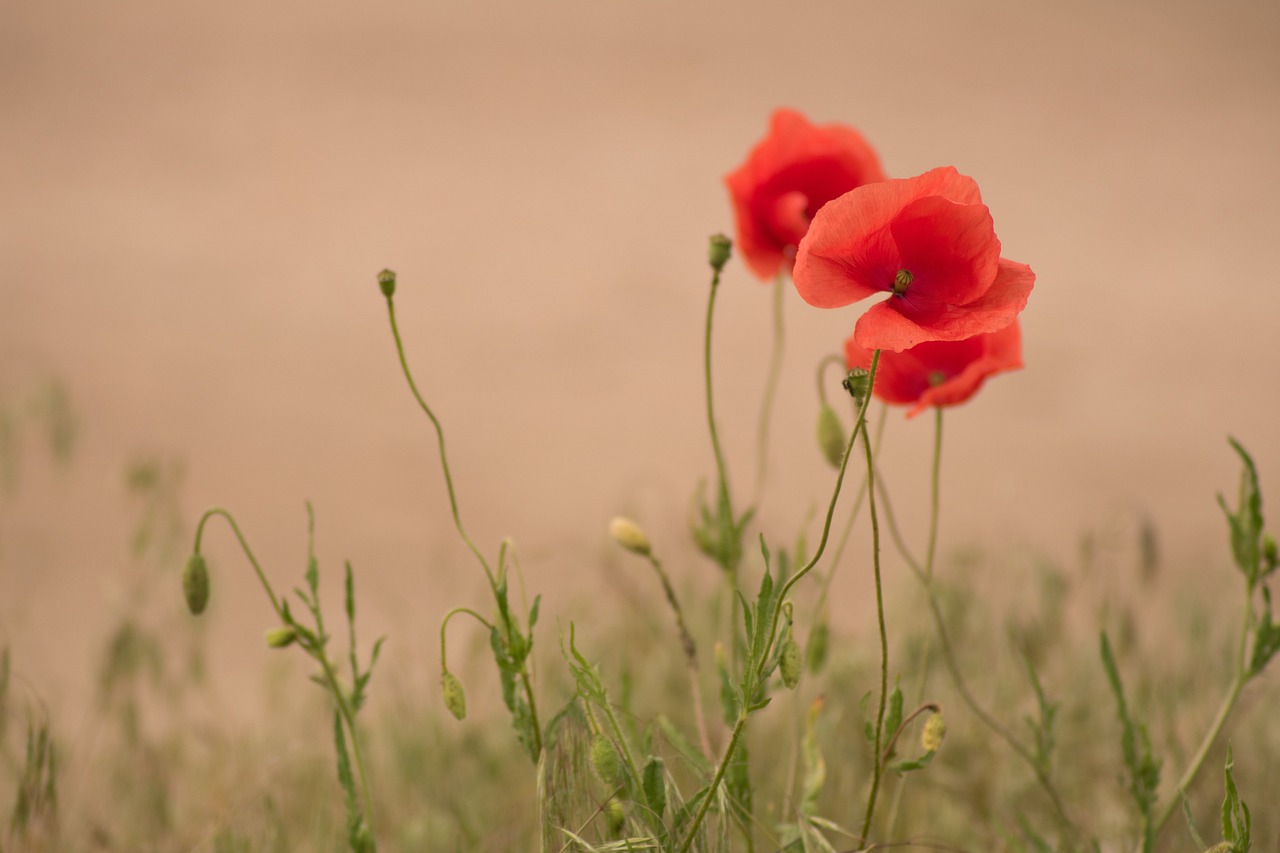 poppies