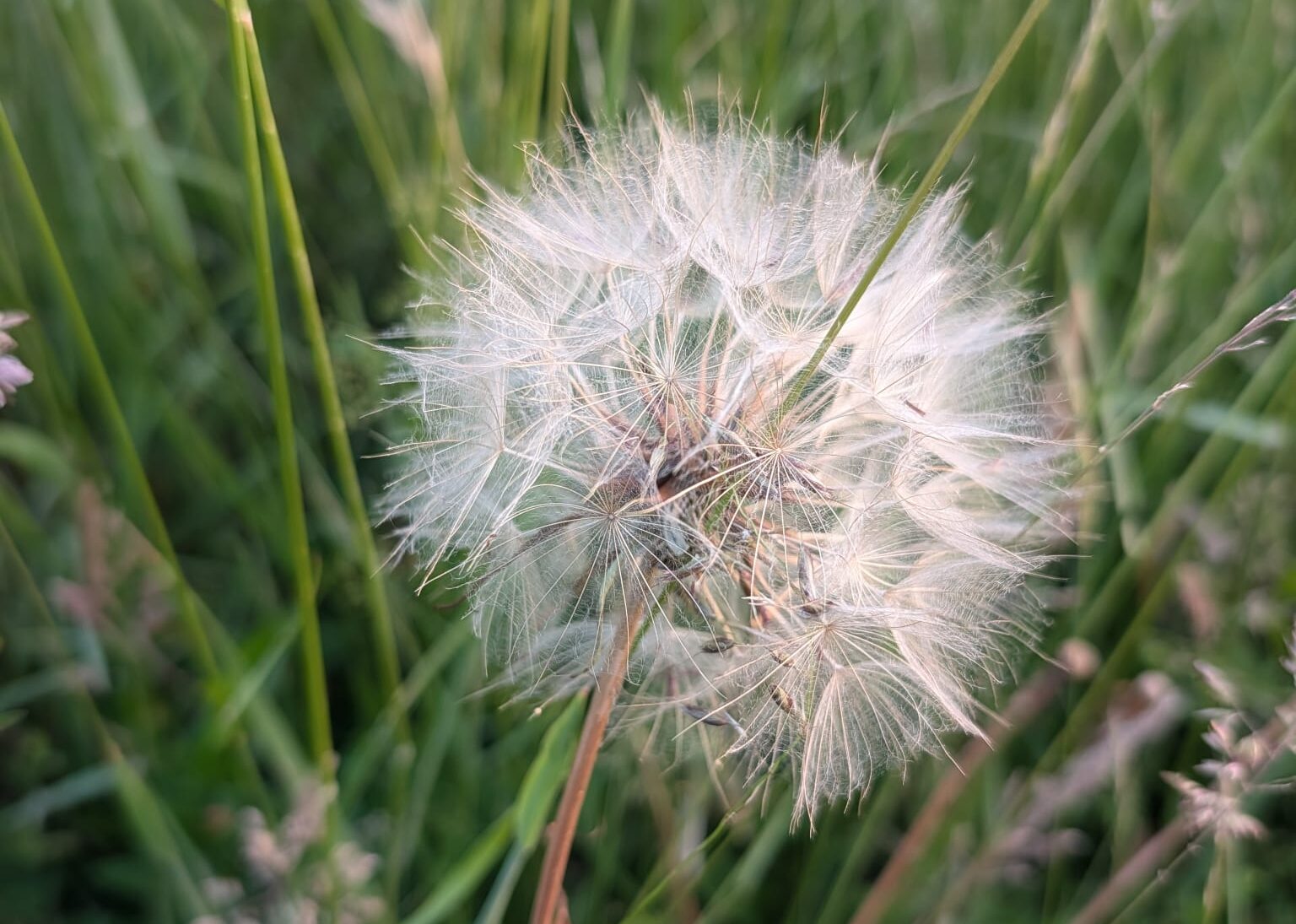Dandelion Bonnevaux